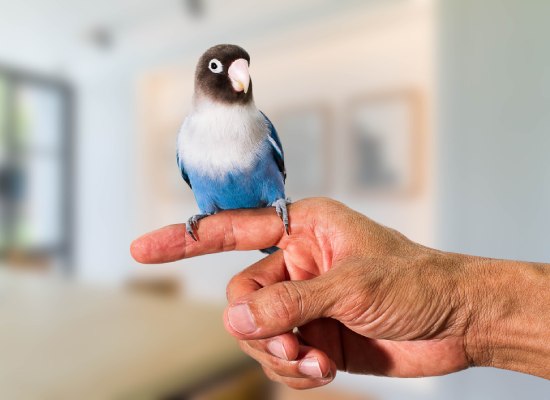 parrot resting on vets hand