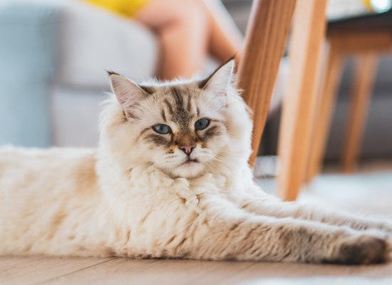 cat with blue eyes