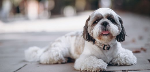 A Puppy Lying on Street