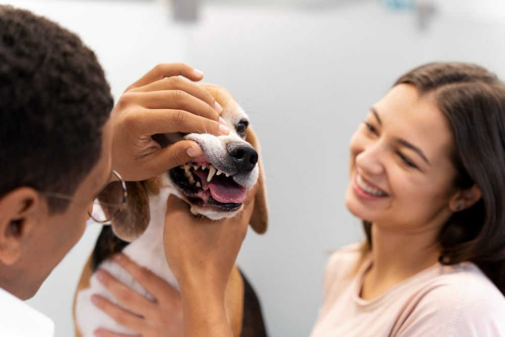 Pet Dentistry