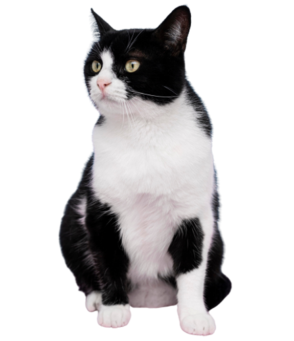 A Black and White Cat