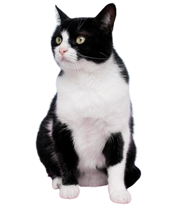 A Black and White Cat