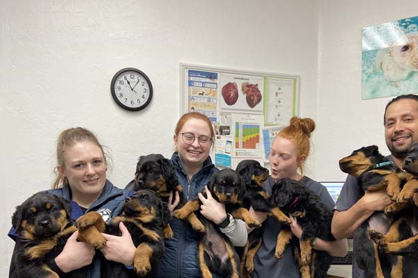 Hayden Pet Medical Center team with puppies
