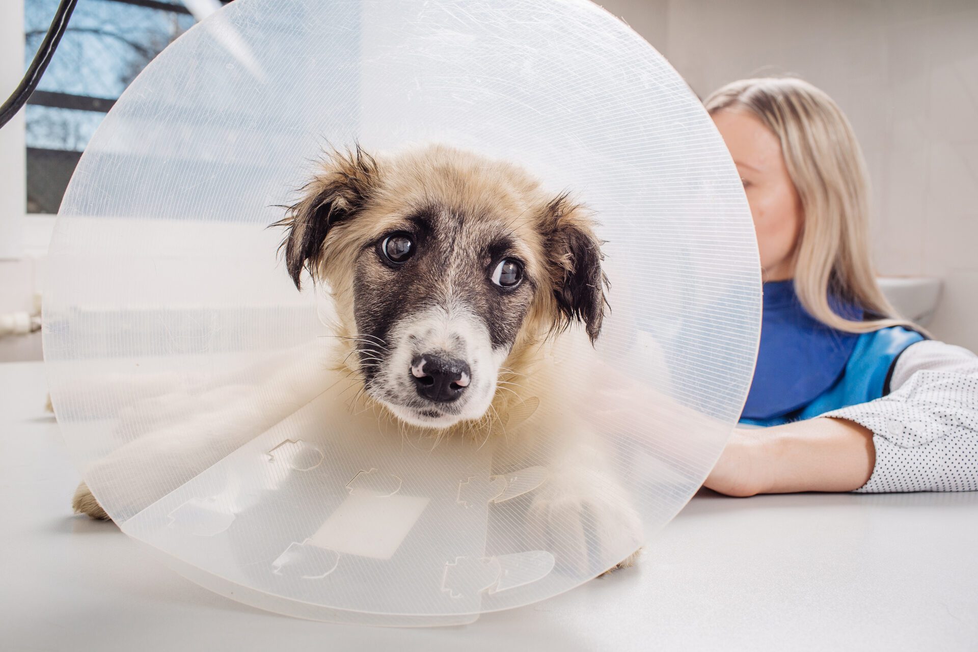 Dog wearing a surgery cone