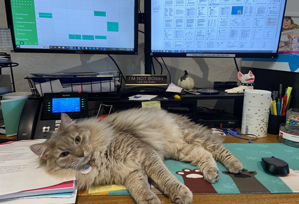 cat laying on desk