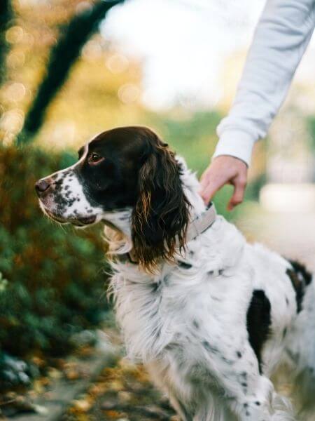 A dog walking on a road with owner