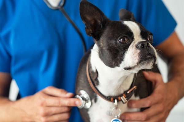Pet Health Checker