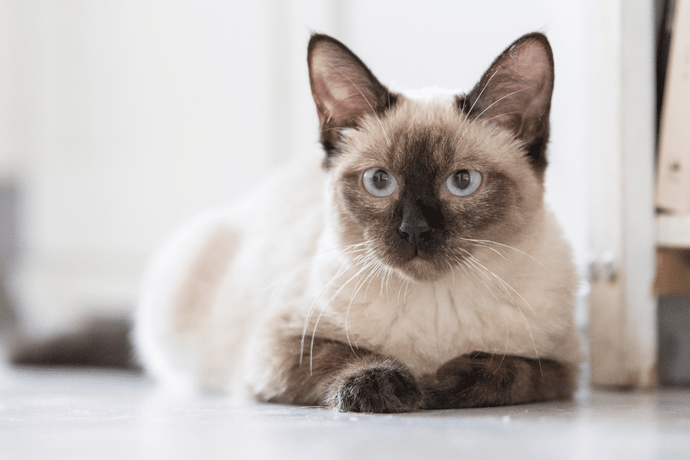 brown and tan cat laying down
