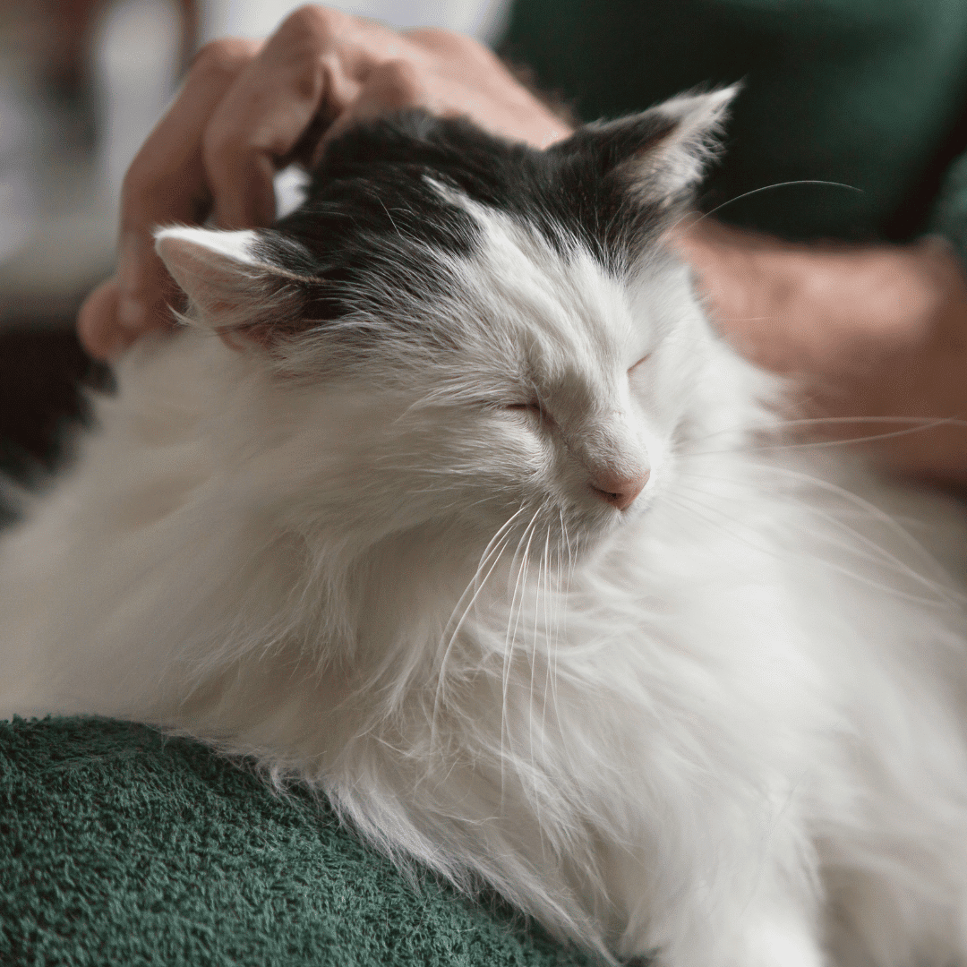 senior cat sitting on a persons lap
