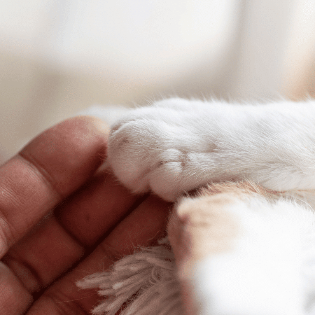 human hand holding a cats paw