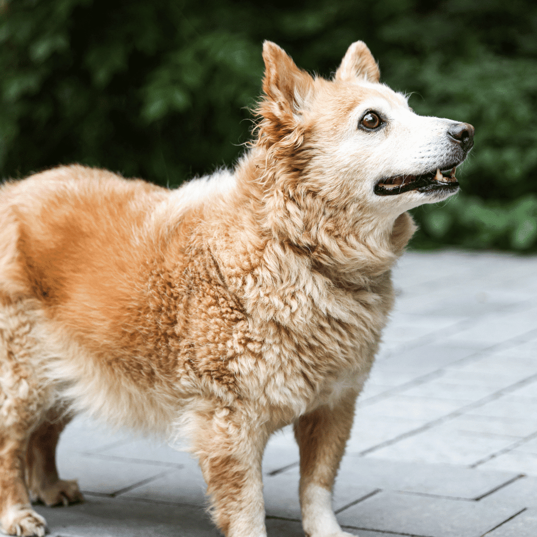 senior dog standing outside