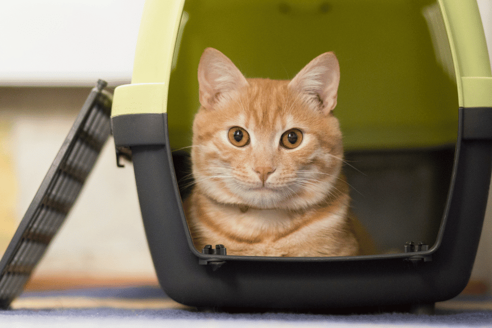 tabby cat laying in a carrier waiting to go to the vet